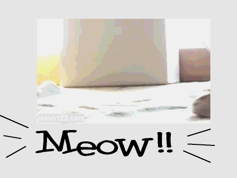 I'm a Cat?! ...meow!!