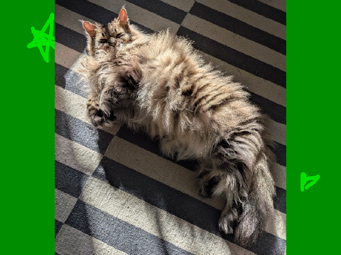 My Cat Being Perfect 