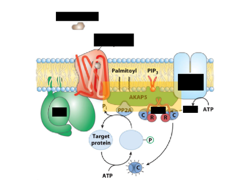 Signaling Pathways
