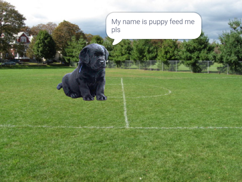 Feed puppy