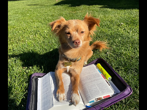 Fo22’s Bible Study! (Updates Weekly/Occasionally!)