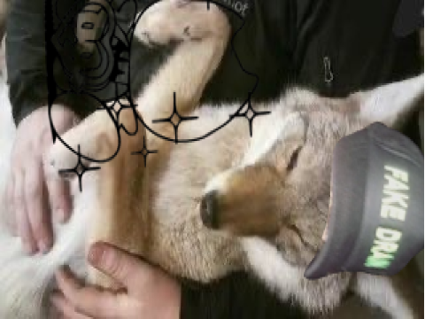 Cool coyote picture I found on the internet :P