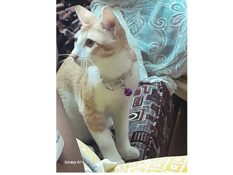 Queen poddo (aka cousins cat)