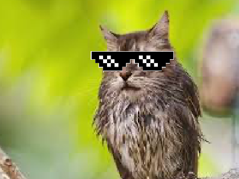 catbirb with phonk.