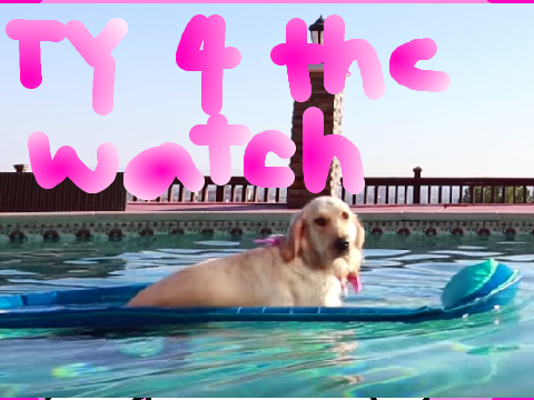 BOAT DOG SPOOF MEME