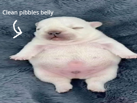Wash Pibbles belly