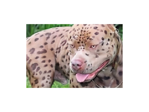 would you pet him