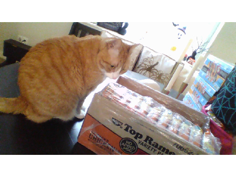 its my cats wow