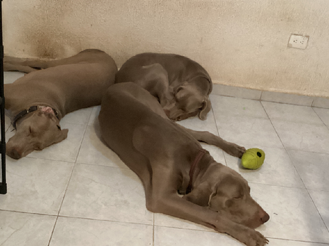 My three dogs^^
