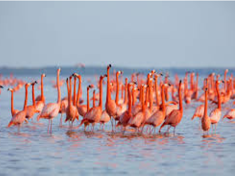 Flamingos