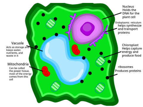 The Organelles In A Cell (Science project for school)