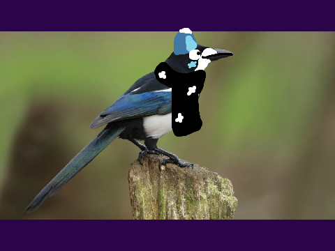 the real magpie GONE WRONG GONE BRUTAL!11