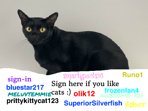 Sign if you like cats!!!!:D remix remix remix remix remix remix remix remix remix remix