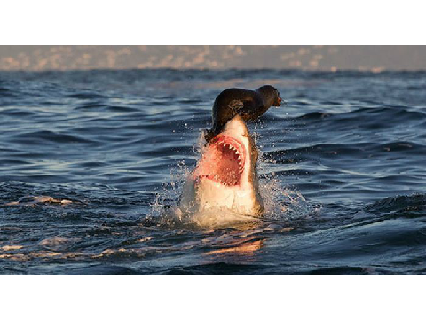 .::Perfectly Timed Photos::.