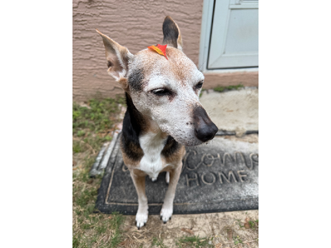 maggie