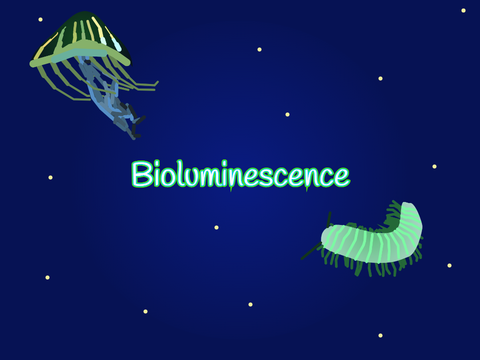 Bioluminescence