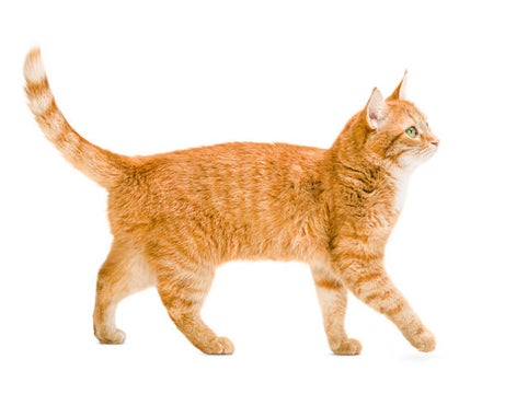 stock cat fight 