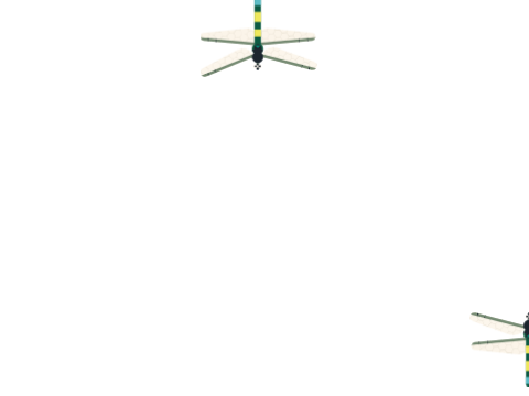 DRAGONFLY BATTLE 