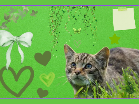Green moodboard