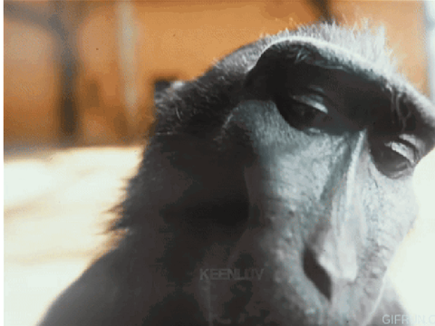 The OG RIZZ MONKEY