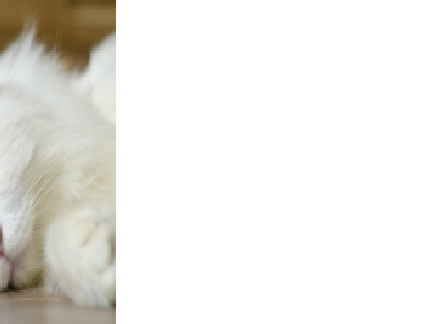 Cat 3
