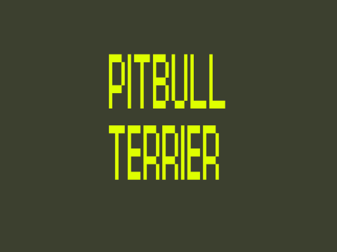 PITBULL TERRIER!!!