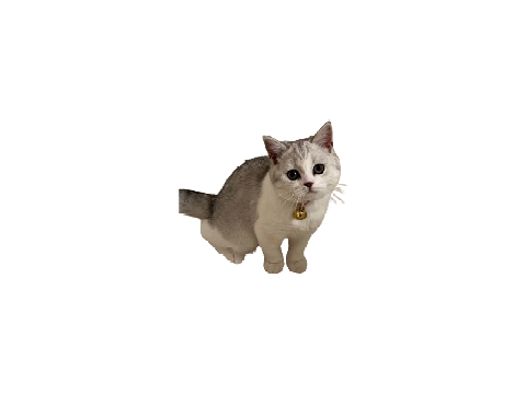 my cat