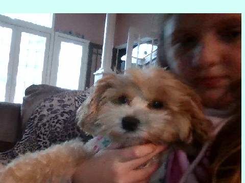 My dog