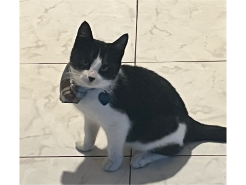 Kitteh