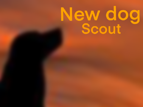 Willow Creek Equestrian | Scout