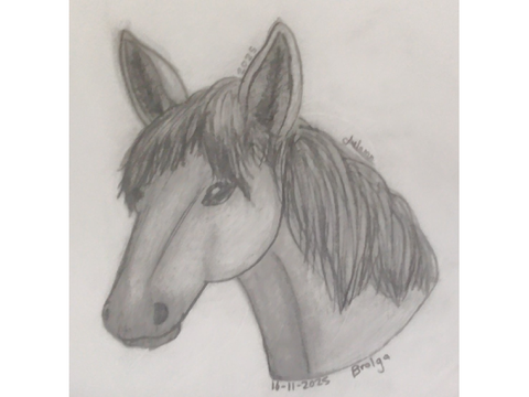 Horse Drawings