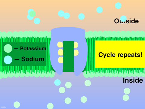 Sodium Potassium and Sodium-Glucose Pump 