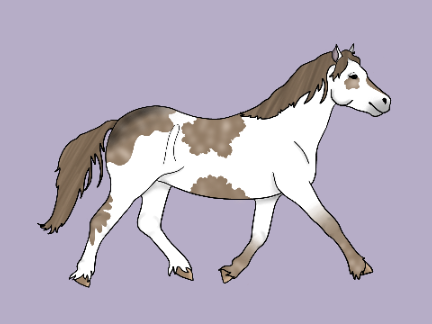 Welsh Cob Sale!