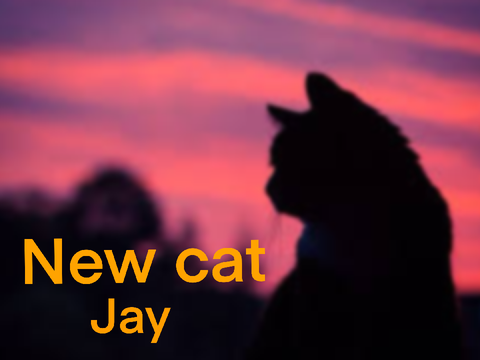 Willow Creek Equestrian | Jay