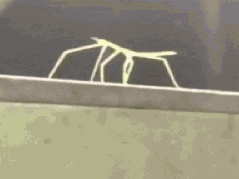 Stickbug