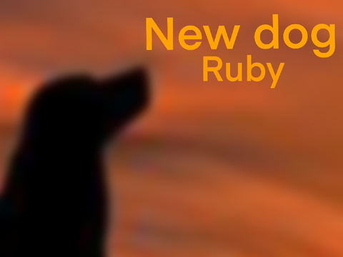 Willow Creek Equestrian | Ruby