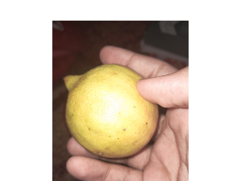 the most lemon looking lemon in thr world