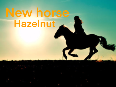 Willow Creek Equestrian | Hazelnut
