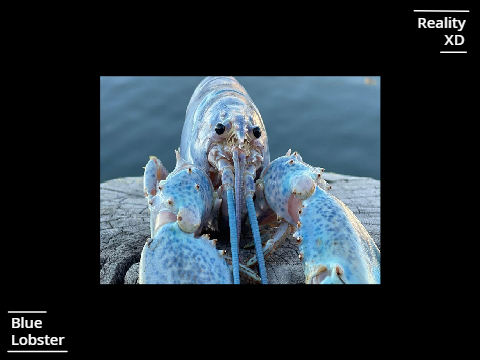 Blue Lobster Simulation
