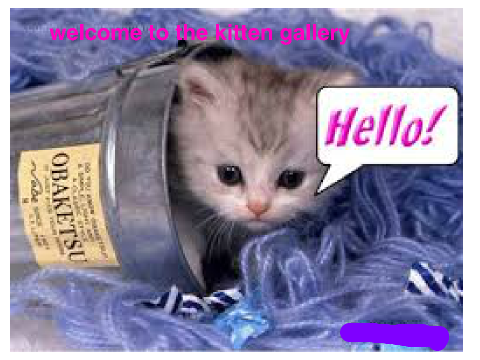 kitten gallery
