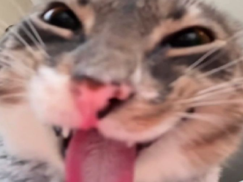 meow meow meow 