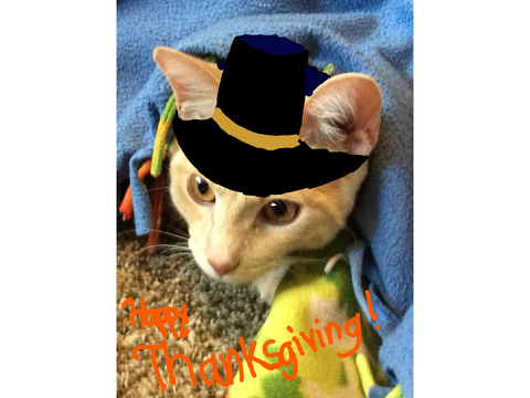 Happy thanksgiving 