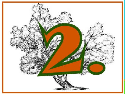 A Tree'sYear
