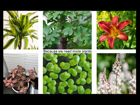 [] CLOSED [] FCFS [] MC [] Because We Need More Plants []