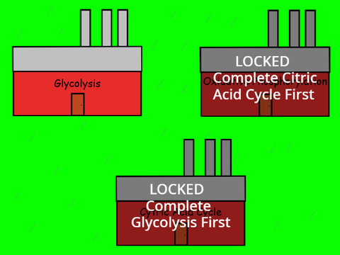 Cellular Respiration Project