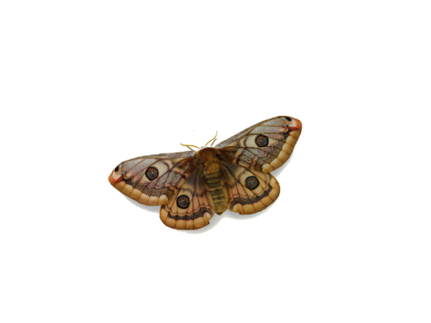 MOTHMATICS