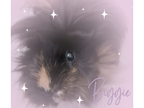 Introducing Biggie - My Guinea Pig