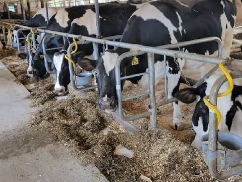 Some of my cows