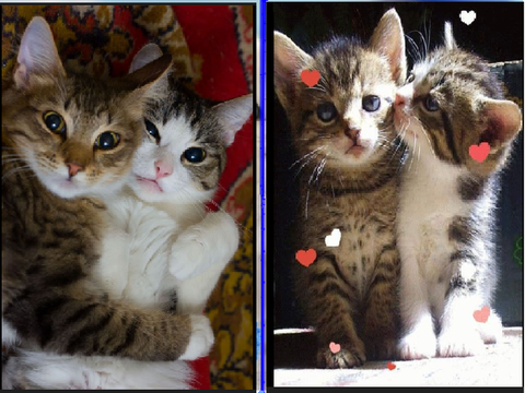 loving cats