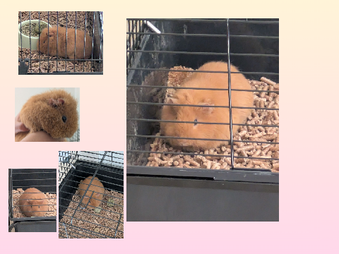 Carmie The Guinea Pig |CUTENESS HAZARD|